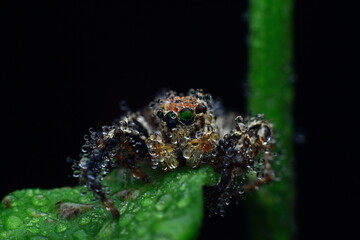 water drops on green leaf spider on the grass Closeup Eye Photo Short