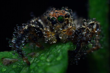 water drops on green leaf spider on the grass Closeup Eye Photo Short