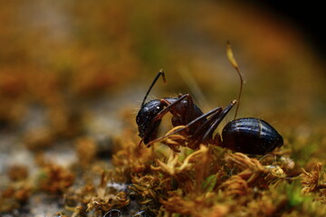 ant  Eye on the ground 