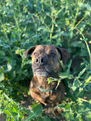 dog in grass