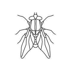 fly insect outline icon.fly line art vector illustration. Doodle line graphic design. Black and white drawing insect.