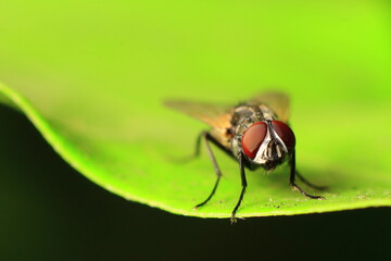 close up of fly Eye 