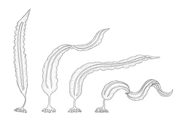 Brown algae Laminaria . Black hand drawn realistic outline vector image.