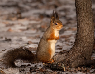 A squirrel beside a tree.