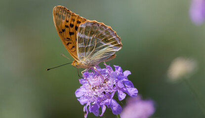 Butterfly sitting on a purple flower.