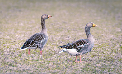 Two geese walking around.