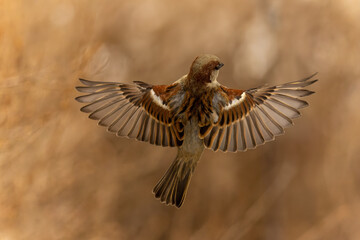 A house sparrow in flight with spread wings.