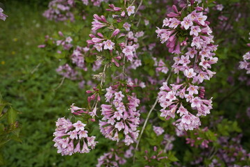 Fototapeta premium The lovely weigela (Weigela florida) is a species of plant from the honeysuckle family (Caprifoliaceae). The natural distribution area is China, Korea and Japan. Botanical Garden Munich, Germany.