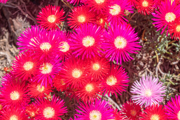 Close-up of colorful flowers from an Ice plant (Delosperma) in garden.