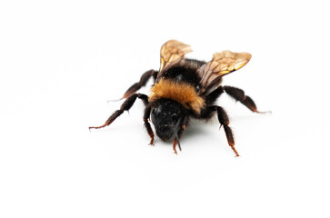 Hummel