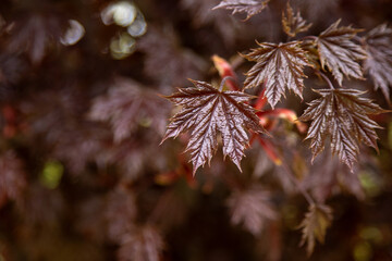 Red leaves of Japanese maple tree branches. Nature floral botanical background