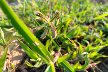 Closeup view of Crowfoot grass. Finger comb grass Egyptian grass. Dactyloctenium aegyptium or Egyptian crowfoot grass.  The plant mostly grows in heavy soils at damp sites. 