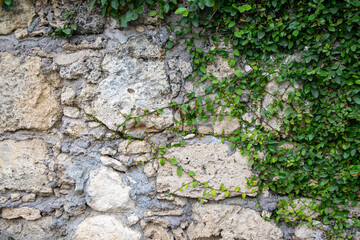green moss on stone, creeper plant on stone wall