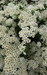 A sprig of  white flowers