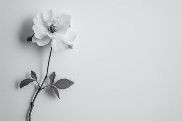 Single white flower symbolizing purity and condolences against a muted backdrop, a tender image for expressing sympathy and sorrow