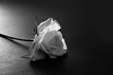 A solitary white rose lies on a dark surface, expressing profound sorrow, solitude, and remembrance in a minimalist setting