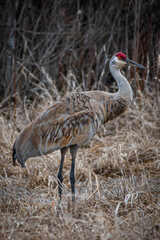 sandhill crane in the wild