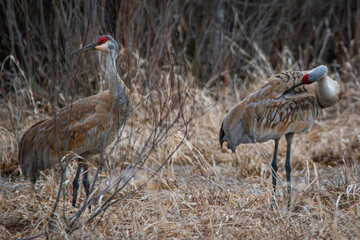 Sandhill cranes in the wild