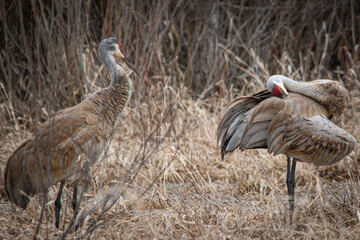 Obraz premium Sandhill cranes