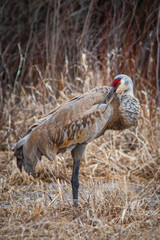 Sandhill crane