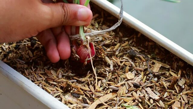 Harvesting shallots in an organic vegetable garden in a used water pipe.