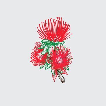 hand drawn vector botanical Ohia lehua