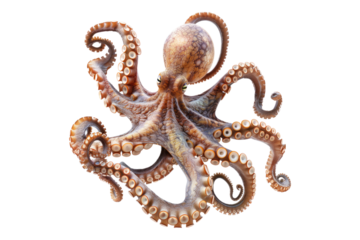 Octopus grip isolated on transparent background