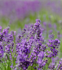 Fototapeta premium Scenic view blooming lavender field, showcasing rows of purple flowers, travel and nature concept