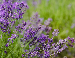 Scenic view blooming lavender field, showcasing rows of purple flowers, travel and nature concept