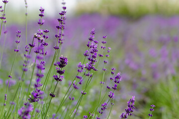 Fototapeta premium Scenic view blooming lavender field, showcasing rows of purple flowers, travel and nature concept