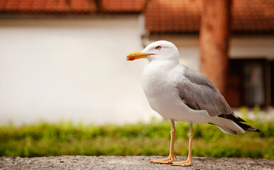 Detailed close-up of seagull perching outdoors, with focus on its sharp features.