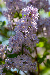 beautiful lilac flowers branch with green leaves
