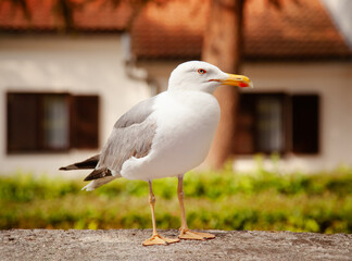 Detailed close-up of seagull perching outdoors, with focus on its sharp features.