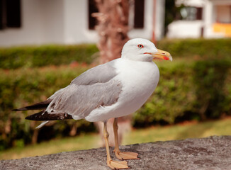 Fototapeta premium Detailed close-up of seagull perching outdoors, with focus on its sharp features.