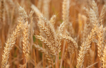 Close-up of golden wheat ears in field, symbolizing agriculture and natural resources.