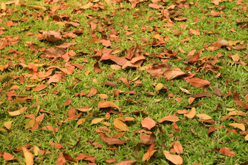 falling down leaves nature photography