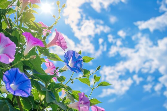 青空が背景の朝顔の写真（夏・初夏・夕顔）