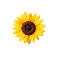 A golden sunflower with a dark brown center, set against a transparent  background