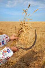 Wheat field harvest and farmer woman in ethnic folklore dress hold ripe wheat straws and old sickle...