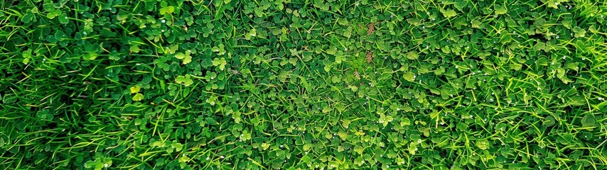 Obraz premium Aerial view of a seamless expanse of vibrant green grass. Grass background.