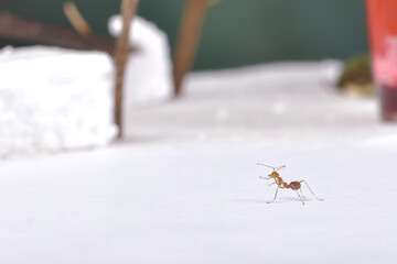 Weaver ants (Oecophylla) large red ants,
 Oecophylla weaver ants, colonial insects.