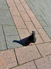 pigeon on the street