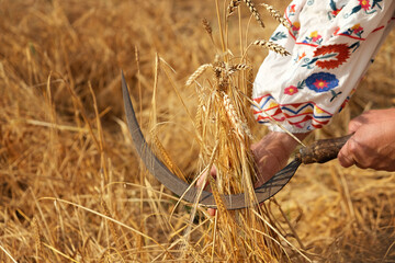 Wheat field harvest and farmer in ethnic folklore dress hold ripe wheat straws and old sickle in...