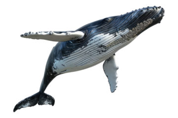 Whale isolated on transparent background