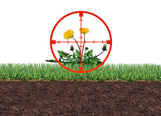 Targeting Weeds and organic weed control as a dandelion flower and unwanted plants with a target symbol for pests on a green grass field as a symbol of herbicide use in the garden or gardening.