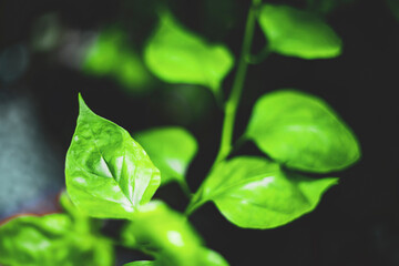 Bougainvillea glabra is sometimes called "paper flower" because Bougainvillae  bracts are thin and papery. The fruit of Bougainvillae  is a narrow five-lobed achene.