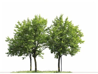 Obraz premium Three trees on a white background.