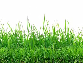 Fototapeta premium Green grass on a white background.