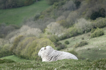 close up portrait of a pretty white herdwick sheep on the top of a hill with countryside and trees...