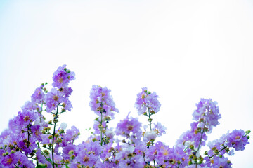 Naklejka premium Lagerstroemia floribunda tree flowers and fruits,Bunch of beautiful blooming bright pink Bangor or Lagerstroemia floribunda Jack with clean blue sky as background.